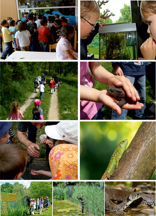 Foto Collage Biologie Foto Collage Biologie